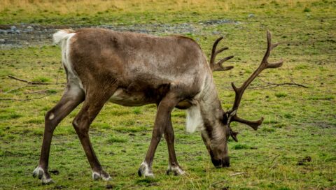 Caribou (Reindeer) Grazing In The Grass, AK