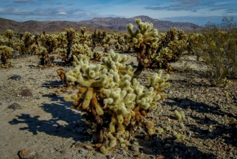 Cholla Cactus Garden In Joshua Tree National Park, CA