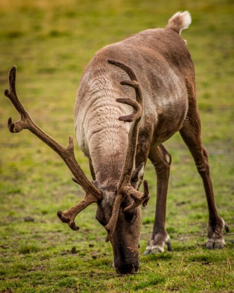 Close Look At Caribou (Reindeer), AK