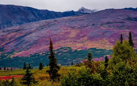 Colorful Hillside on Kesugi Ridge. Denali State Park, AK