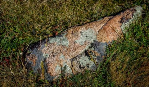 Colorful Rock In Rocky Mountain National Park, CO