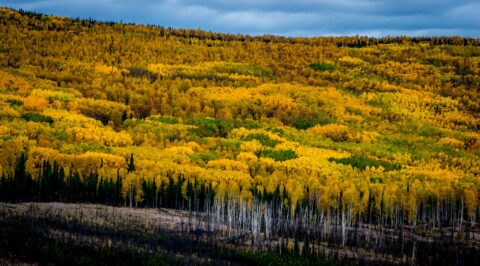 Colors Of Fall, AK