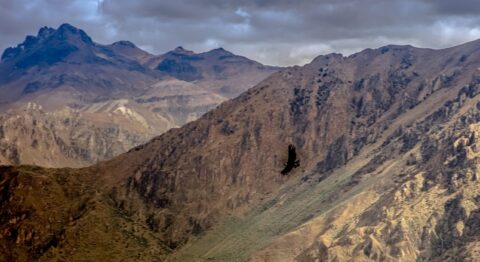 Condor In Colca Canyon, Peru