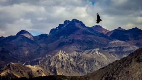 Condor Gliding Over Colca Canyon, Peru