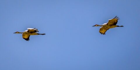 Couple Of Red Crest Crains In Synchronized Flight In Bosque Del Apache, NM