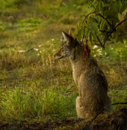 Coyote Is Only Pretending To Sleep,  AK