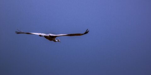 Crane In Flight In Bosque Del Apache, NM