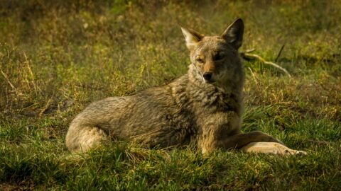 Crossed Paws Coyote, AK