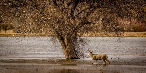 Deer Crossing Lake In Bosque Del Apache, NM