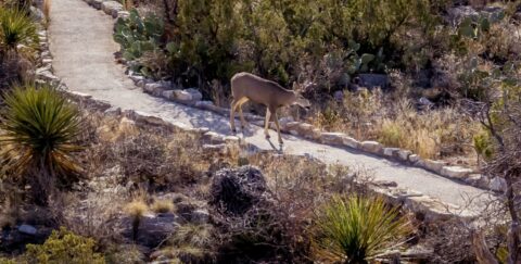 Deer On The Trail In Carlsbad Caverns National Park, NM
