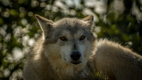 Dire Wolf In Alaska, AWCC, Portage, AK