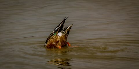 Diving Duck In Bosque Del Apache, NM