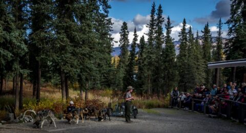Dog Sledding Demonstration In Denali National Park, AK