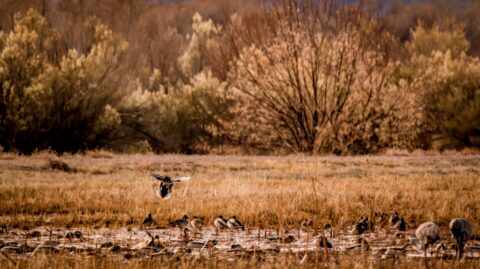 Duck Join The Party In Bosque Del Apache, NM
