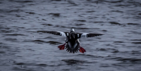 Duck Landing On Water In Bosque Del Apache, NM