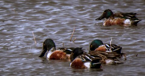 Ducks In Bosque Del Apache, NM