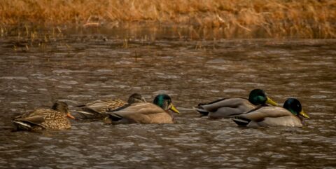 Ducks On The Pond In Bosque Del Apache, NM