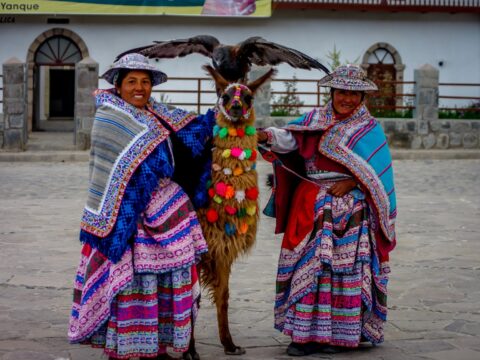 Eagle And Llama Posing In Yanque, Peru