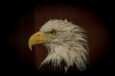 Eagle On The Dollar Says “In God We Trust”