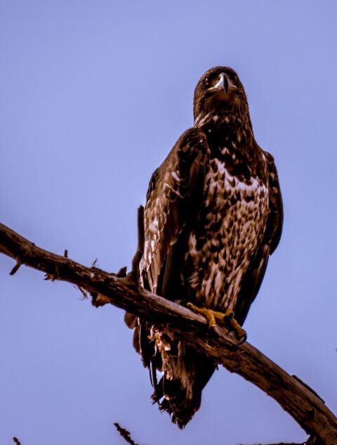 Eagle Posing In Bosque Del Apache, NM