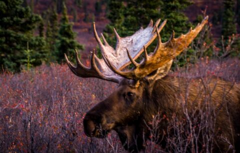 Evening Profile Of Big Moose Bull, Denali National Park, AK