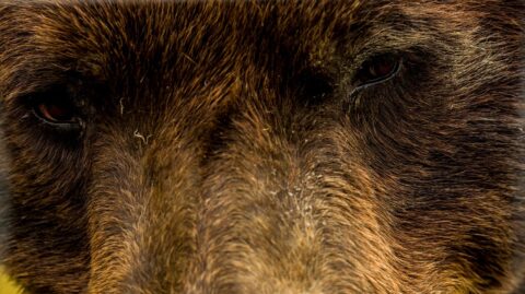 Eye To Eye With Giant Brown Bear, AK