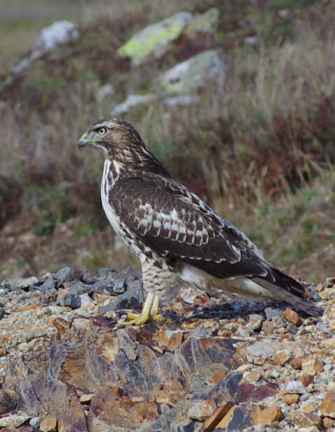 Falcon Near Silverton, CO