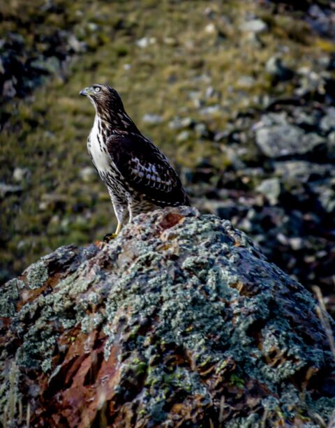 Falcon On The Volcanic Rock On High Mountain Road Near Silverton, CO