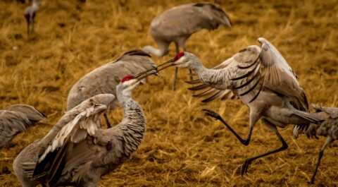 Fencing Of The Red Crest Cranes In Bosque Del Apache,NM