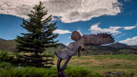 Fly Like An Eagle, Near Estes Park, CO