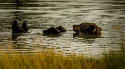 Giant Brown Bear Is Taking A Bath In Lake, AK
