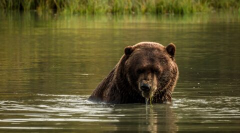 Giant Brown Bear With Healthy Diet – Only Veggies For Breakfast, AK