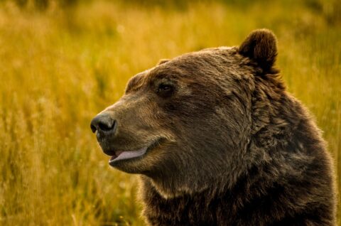 Giant Brown Bear’s Profile, And Smile, AK