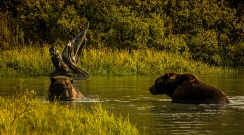 Two Giant Brown Bears Share The Lake AK