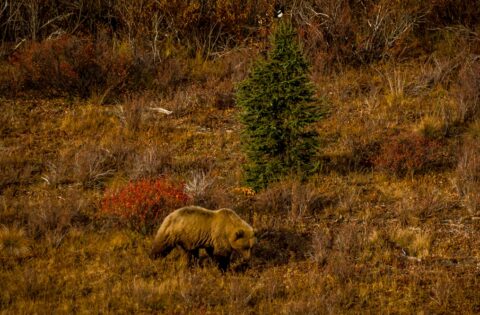 Grizzly Bear Caught Small Animal In Denali National Park, AK
