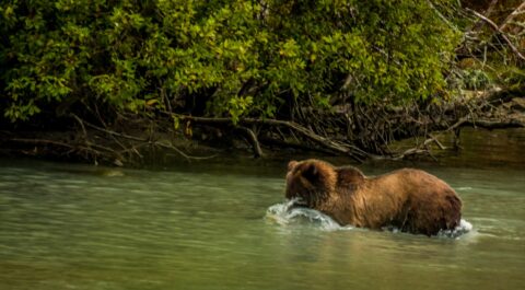 Grizzly Bear Fishing In The Chilkoot Lake, Haines, AK