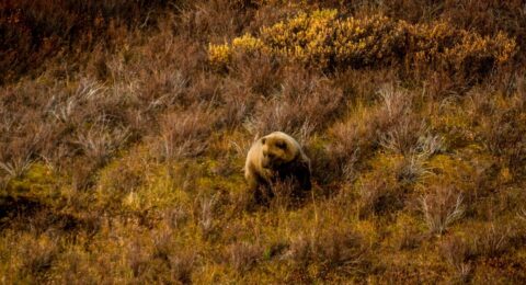 Grizzly Bear In Run After Small Animal In Denali National Park, AK