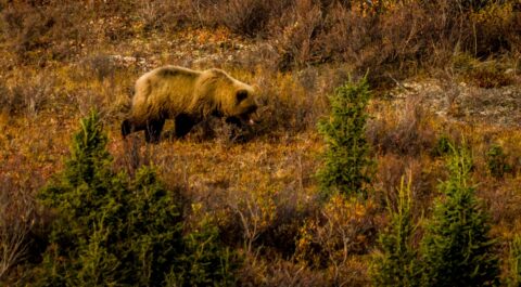 Grizzly Bear Is Hunting Small Animal In Denali National Park, AK