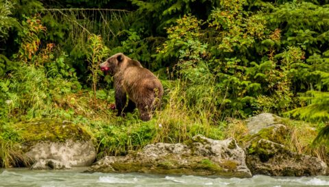 Grizzly Bear On The Bank Of Chilkoot River Chewing Salmon, Haines, AK