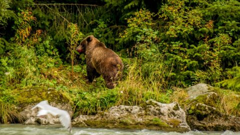 Grizzly Bear With Bloody Mouth Eating Salmon, Haines, AK