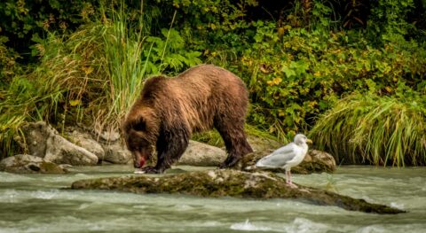 Grizzly Bear With Bloody Mouth Eating Another Salmon Caught In Chilkoot River, Haines, AK