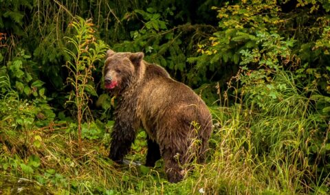Grizzly Bear With Bloody Mouth Turned Around And Gave Me Very Suspicious Look, Haines, AK