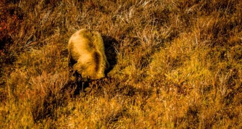 Grizzly Bear Is Digging Ground Furiously Hunting Small Animal In Denali National Park, AK