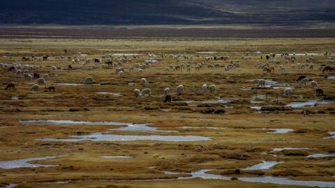 Herd Of Llamas And Alpacas In High Andes Near Chivay, Peru