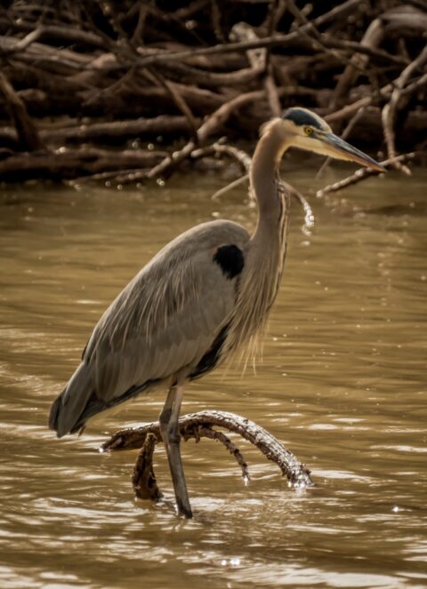 Heron In Bosque Del Apache, NM