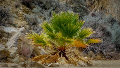 Little Palm Tree In Joshua Tree National Park, CA
