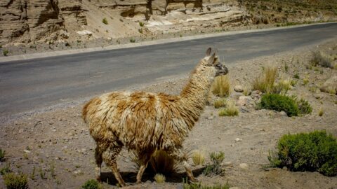 Llama By The Side Of The Road On The High Plains Near Chivay, Peru