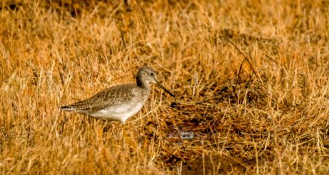 Long-billed Dowitcher In Bosque Del Apache, NM