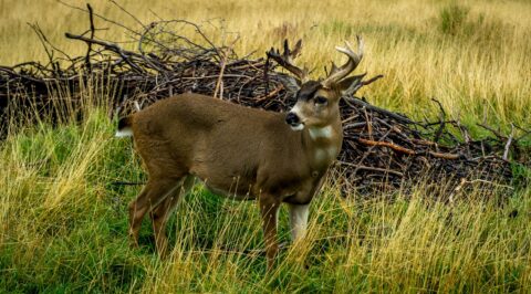 Male Sitka-Black Tail Deer, AK