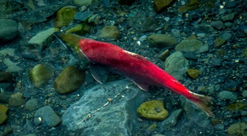 Male Sockeye Salmon In Williwaw Creek, Portage Valley, AK